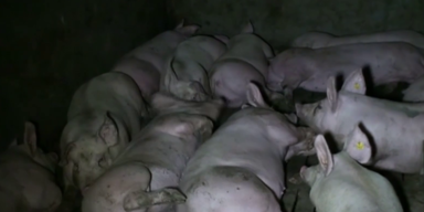 Schweine auf Vollspaltboden