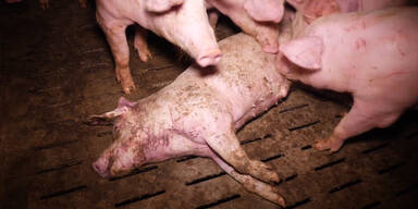 Schlimme Zustände in Schweinemast in NÖ