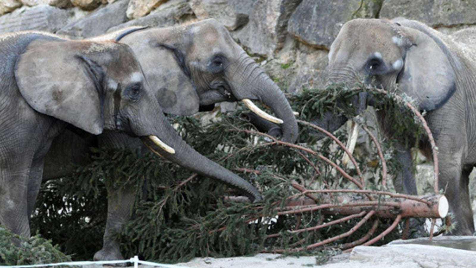 Schönbrunn-Elefanten bekommen Christbaum zum Frühstück - oe24.at
