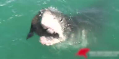 Brutale Natur: Weißer Hai zerfetzt Robbe vor Augen von Touristen