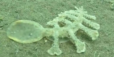 13-beiniges Unterwasser-Alien entdeckt