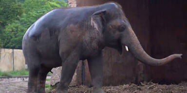 Unsere Tiere | Einsamer Elefant der Welt endlich gerettet 