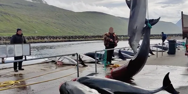 100 Delfine auf den Färöern-Inseln getötet