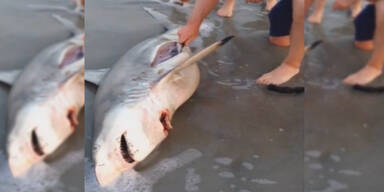 Unglaublich: Mann rettet Babys aus totem Hai