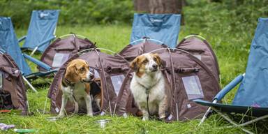 Erster UK Campingplatz für Hunde