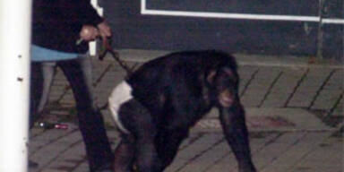 Polizei erschoss rabiaten Affen in den USA