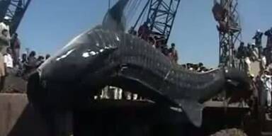 Riesiger Walhai-Kadaver angeschwemmt