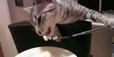 Youtube-Hit: Katze isst mit einer Gabel