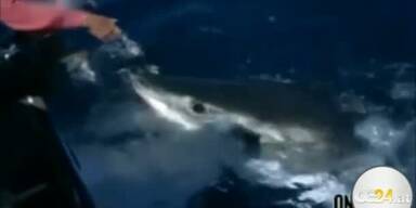Weißer Hai frisst Unterwasserexpertin aus Hand