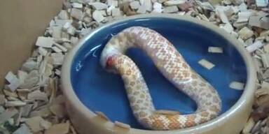 Eine Schlange isst sich selbst auf