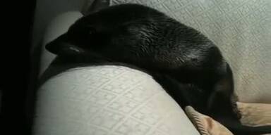 Seebärenbaby "Lucky" kuschelt sich auf Sofa