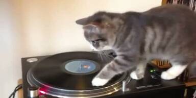 Süss: Katze versucht sich als Reggae-DJ