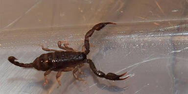 Familie fand Skorpion im Obstsalat 