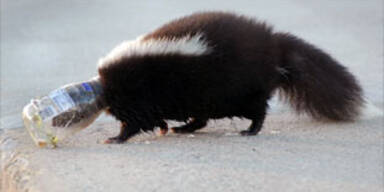 skunk_