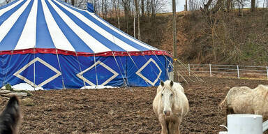 Dutzende kranke Pferde vegetieren in Ekel-Zirkuszelt