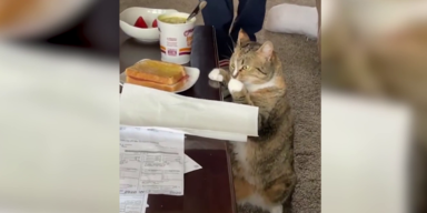 Katze sitzt vor Couchtisch mit Pfoten am Tisch