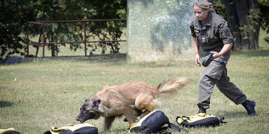 spürhund bundesheer hund