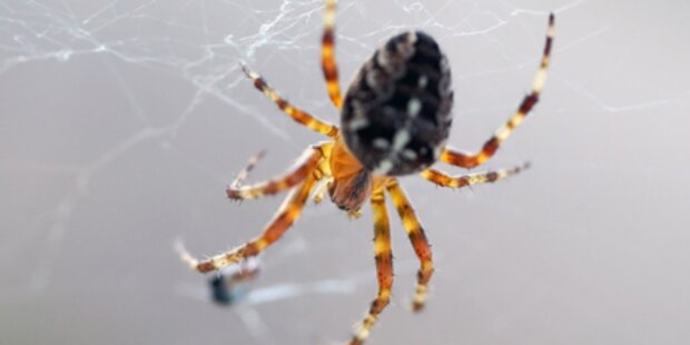 Angst vor Spinnen nicht angeboren