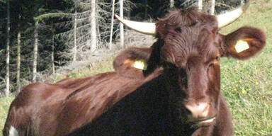 Landwirt von Stier attackiert - schwer verletzt
