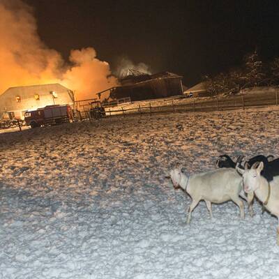 Brand vernichtet Stall: Tiere gerettet