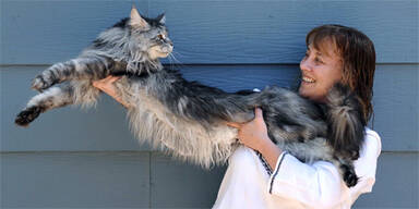 Größte Katze der Welt ist 1,2m lang