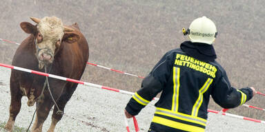 700 Kilo-Stier von Polizei getötet