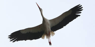 Angeschossener Storch kann wieder fliegen 