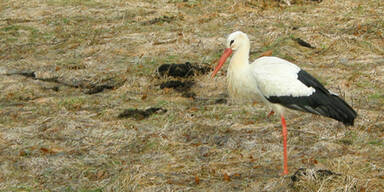 Storch