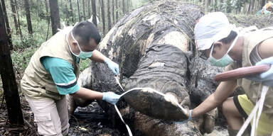 Seltener Sumatra-Elefant tot aufgefunden