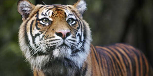 Sumatra-Tiger bringt Junge zur Welt