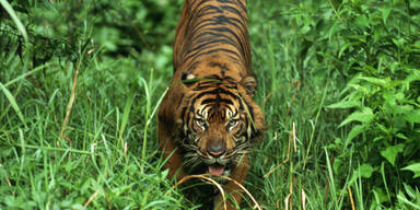 Sumatra-Tiger tötet Waldarbeiter