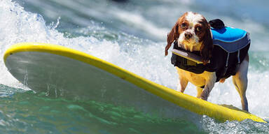 Hunde, die auf Brettern surfen