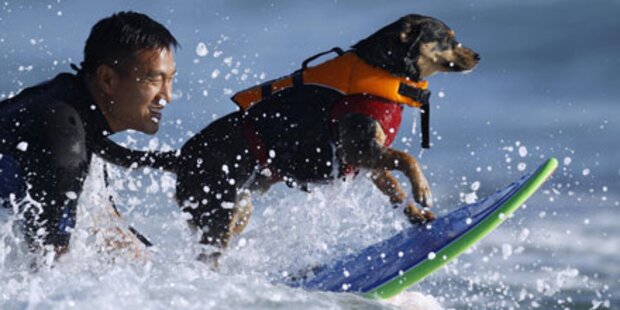 Sportlich! Surfende Hunde in Kalifornien