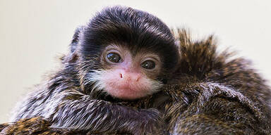 Affen-Baby entzückt Tiergarten Schönbrunn