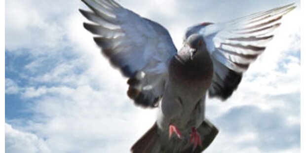 Strafe für Taubenfüttern am Markusplatz