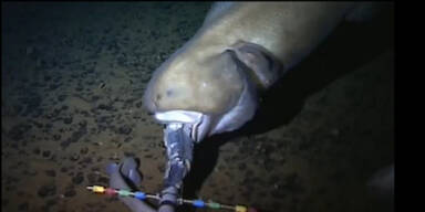 Forscher filmen Fisch in 8143 Metern Tiefe