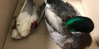Enten und Tauben verstümmelt: Polizei sucht Tierquäler