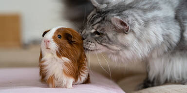 Katze und Hamster