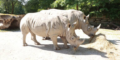 Zoo Nashorn