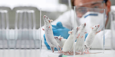 Neues Testgerät könnte Tierversuche reduzieren
