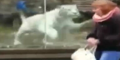 Schock: Tiger erschreckt Frau in Zoo