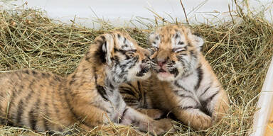 Abgenommene Tiger-Babys erholen sich in Schönbrunn