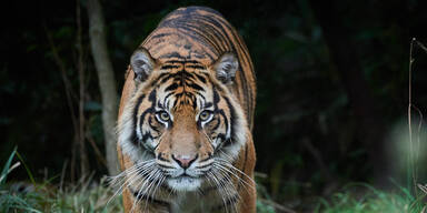 Zwei Tiger aus Zoo ausgebrochen - ein Wärter tot
