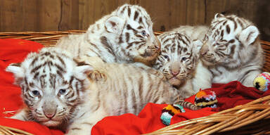 Vier weiße Tiger-Babys in NÖ