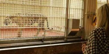 Entlaufener Tiger in den USA tötete Zoobesucher