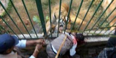 Zoobesucher von Tiger in Stücke gerissen