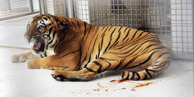 Wiener Ärzte retten Gaddafis Tiger