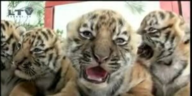 Putziger Tiger-Nachwuchs in mexikanischem Zoo