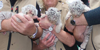 Tiger babys