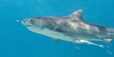 Filmcrew bei Dreharbeiten von Hai attackiert